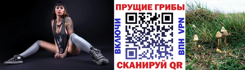 Псилоцибиновые грибы Cubensis  Алексин 